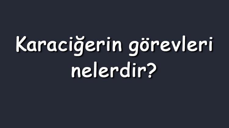 Karaciğerin görevleri nelerdir Maddeler halinde kısaca vücutta karaciğerin gerçekleştirdiği fonksiyonlar