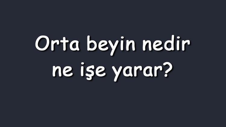 Orta beyin nedir, ne işe yarar ve nereyi kontrol eder Orta beyin görevleri