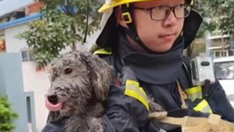 Alevlerden kaçıp balkona sığınan köpeği itfaiye kurtardı