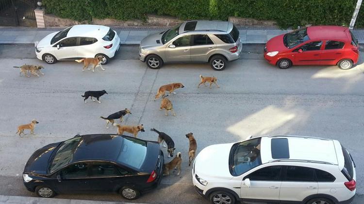 Meclis’te gündem sokak hayvanları