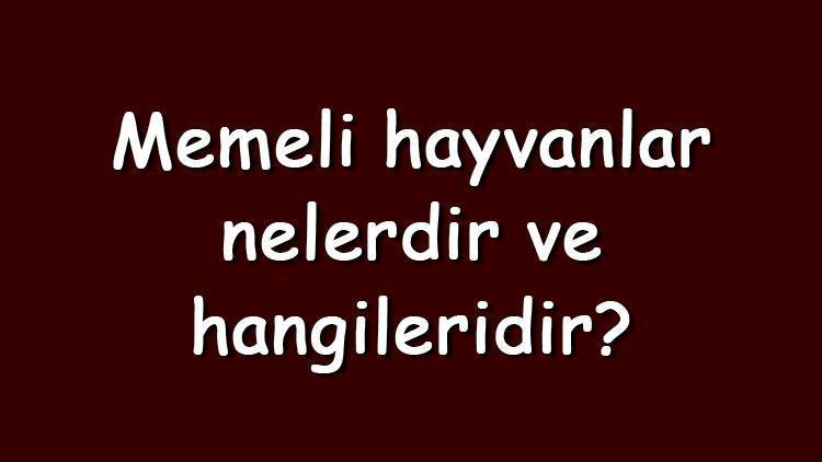 Memeli hayvanlar nelerdir ve hangileridir Memeli hayvanlar kaça ayrılır ve özellikleri