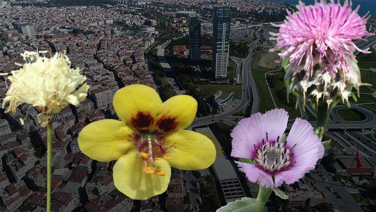 Anadolu’nun kayıp çiçekleri Sadece İstanbul Halkalıda yaşayan bitki...