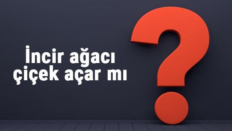 İncir ağacı çiçek açar mı ya da neden açmaz