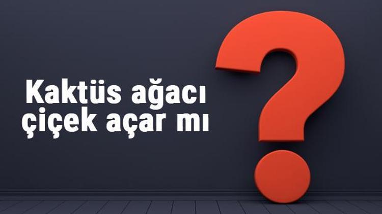 Kaktüs ağacı çiçek açar mı ya da neden açmaz