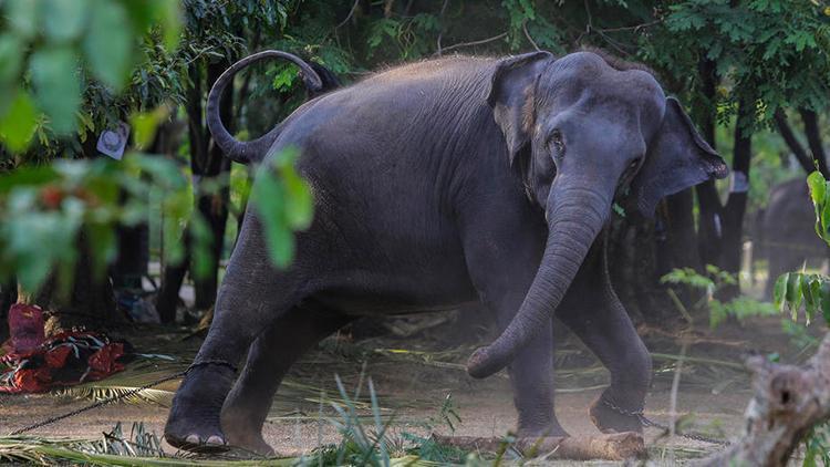 Sri Lanka’da plastik atıkları yutan 2 fil daha öldü