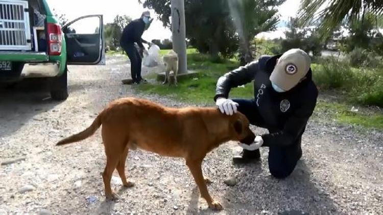 Adana polisi sokak hayvanlarını elleriyle besledi