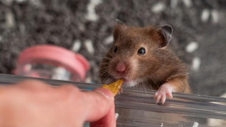 11 hamsterın Kovid testi pozitif çıktı, 2 bin hayvan öldürülecek