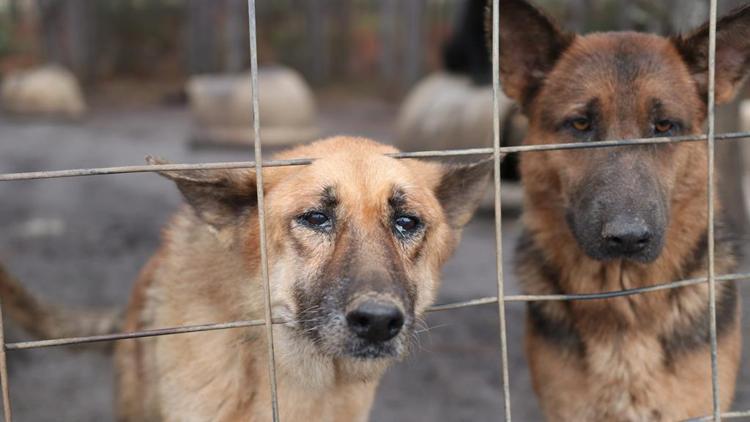 ‘Köpekleri kalıcı olarak alamayız’