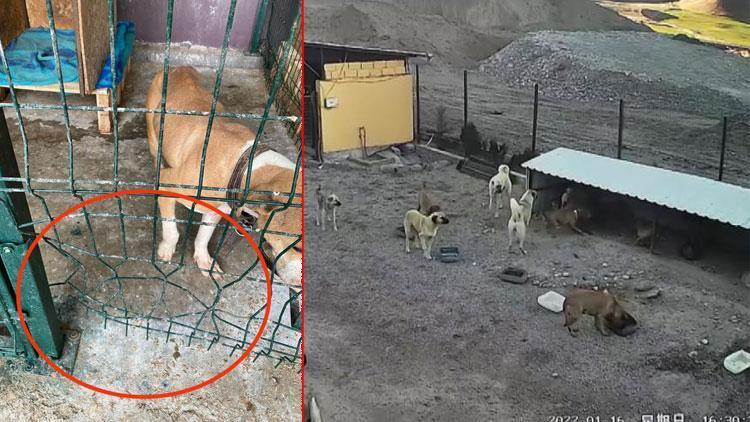 Kafesi parçalayan pitbull başka bir köpeği boğarak öldürdü
