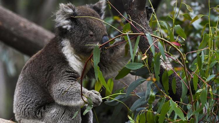 Avustralyadan koalalar için 35 milyon dolar destek