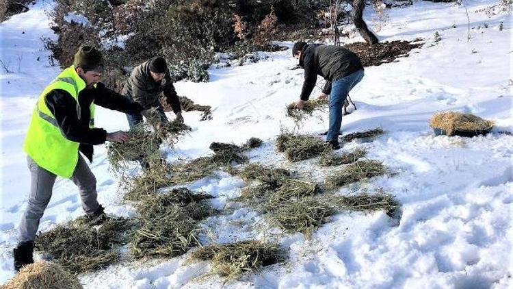 Gedizde yaban hayvanlarına yem desteği