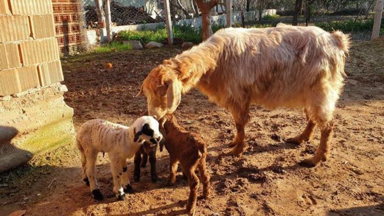 Keçi kuzu doğurur mu Görenler şok oldu