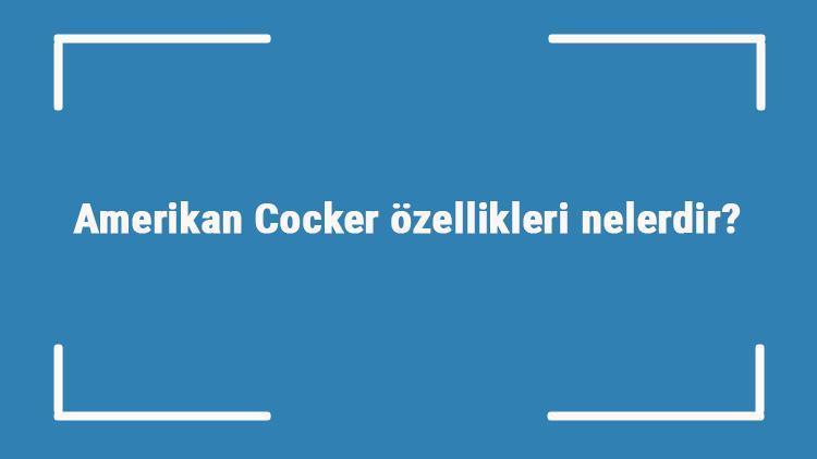 Amerikan Cocker özellikleri nelerdir Tüy döker mi kokar mı kaç yıl yaşar