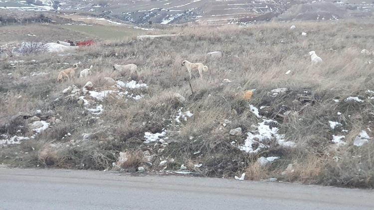 Sokak köpekleri saldırdı canını zor kurtardı