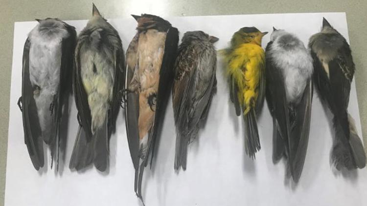 Meksika’da inanılmaz görüntü: Kuş sürüsü yere çakıldı, onlarca kuş telef oldu