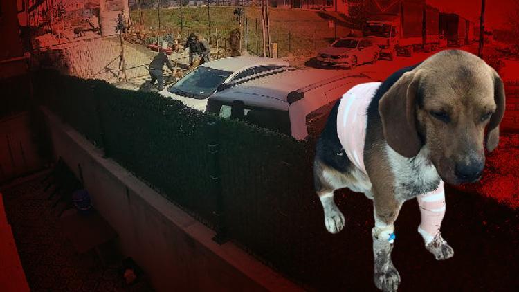 Sultangazide Pitbull dehşeti O anlar kamerada