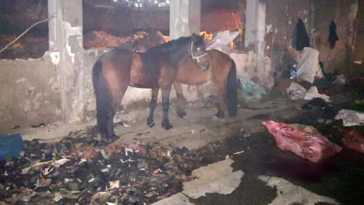 İzmirde kaçak kesime suçüstü 6 hayvanı kesmişler... Katır ve eşekler kurtarıldı