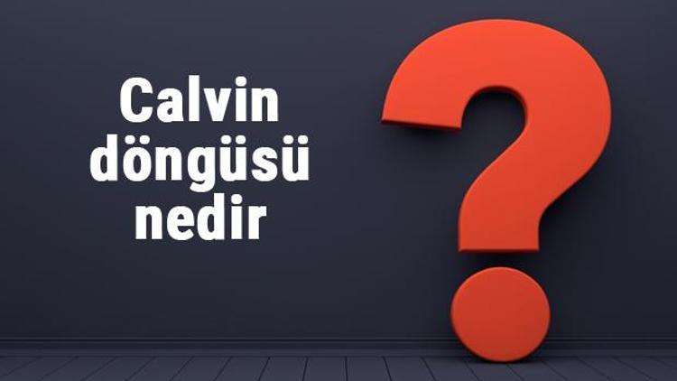 Calvin döngüsü nedir ve nerede gerçekleşir Calvin döngüsü enzimleri, reaksiyonları ve sonucunda oluşan ürünler