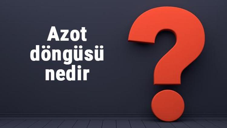 Azot döngüsü nedir, nasıl oluşur ve aşamaları nelerdir Azot döngüsü bakterileri ve ayrıştırıcılar