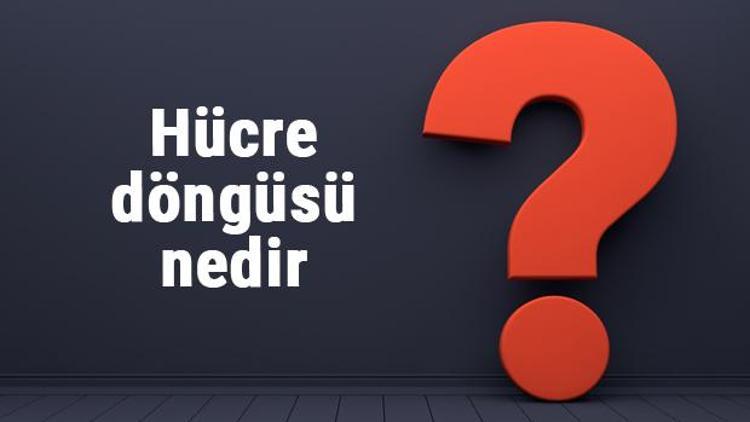 Hücre döngüsü nedir ve evreleri nelerdir Hücre döngüsü aşamaları ve özellikleri