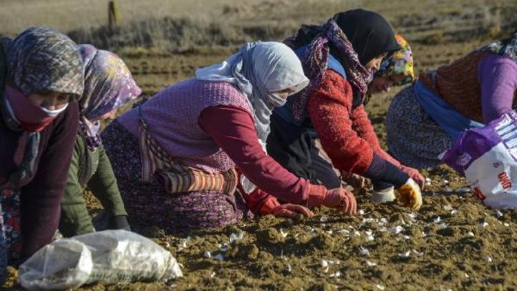 Taşköprü sarımsağında ekim zamanı