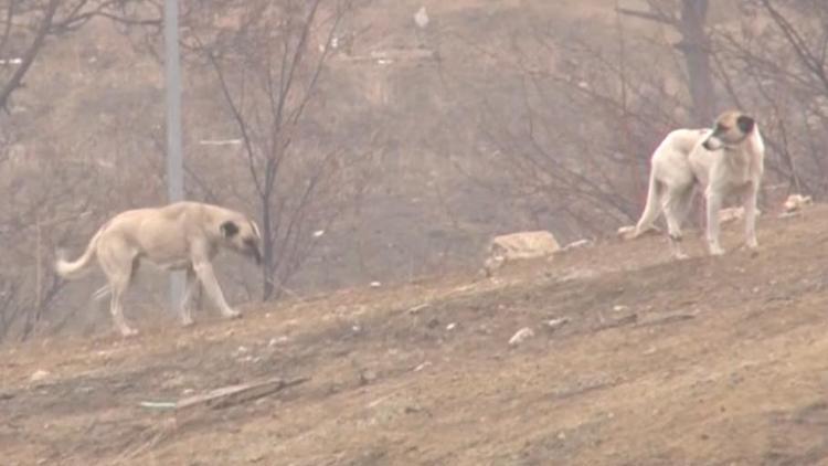 Serhat Mahallesi’nde köpek tedirginliği