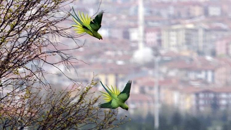 Yeşil papağanlar istilacı çıktı