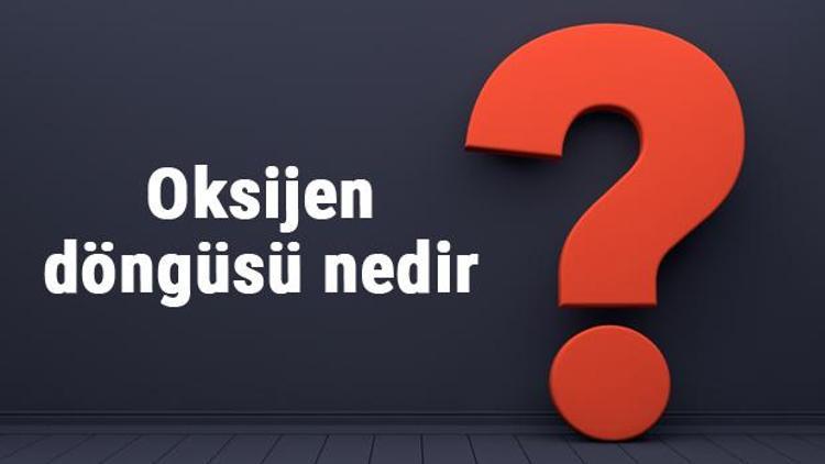 Oksijen döngüsü nedir, nasıl gerçekleşir ve aşamaları nelerdir Oksijen döngüsü özellikleri