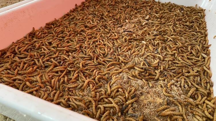 Eko-Çiftlik’te gübre ve kurtçuk üretimi arttı