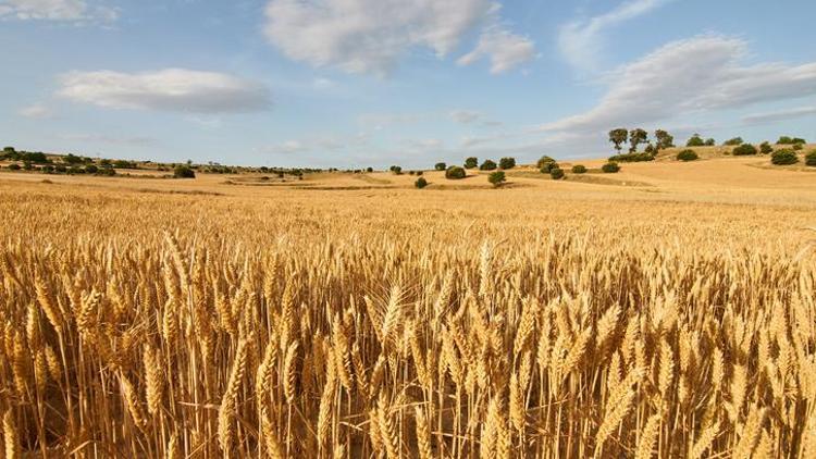 Buğday fiyatları 9,5 yılın zirvesinde