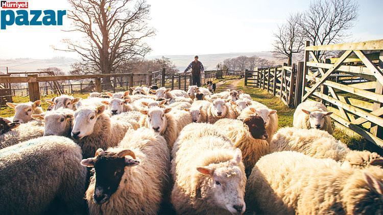 Doğanın kadim bekçileri çobanlar