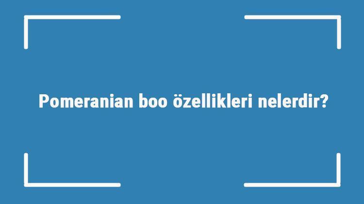 Pomeranian boo özellikleri nelerdir Bakımı nasıl yapılır Tüy döker mi