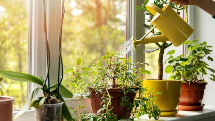 Evdeki malzemelerle bitki bakımı nasıl yapılır?