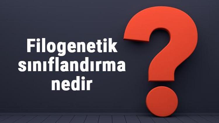 Filogenetik sınıflandırma nedir, nasıl yapılır ve basamakları nelerdir Filogenetik sınıflandırma örnekleri