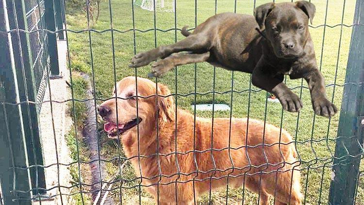 İki köpek 2 karar: Köpek insanı ısırırsa 27 bin TL, insan köpeği öldürürse 2 bin TL