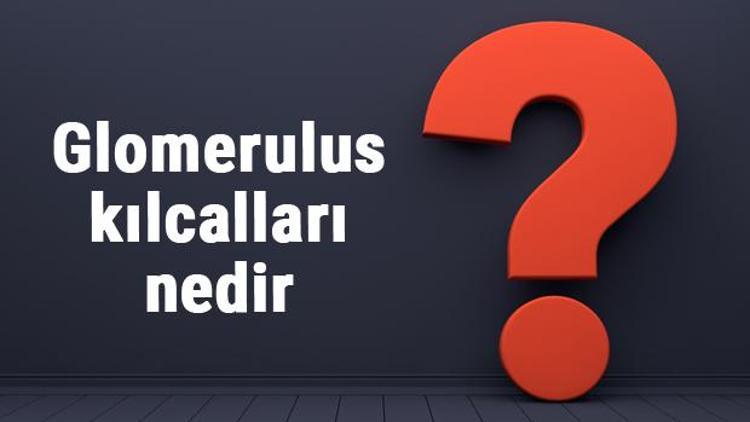 Glomerulus kılcalları nedir, özellikleri nelerdir ve nerede bulunur Glomerulus kılcalları yapısı hakkında bilgi