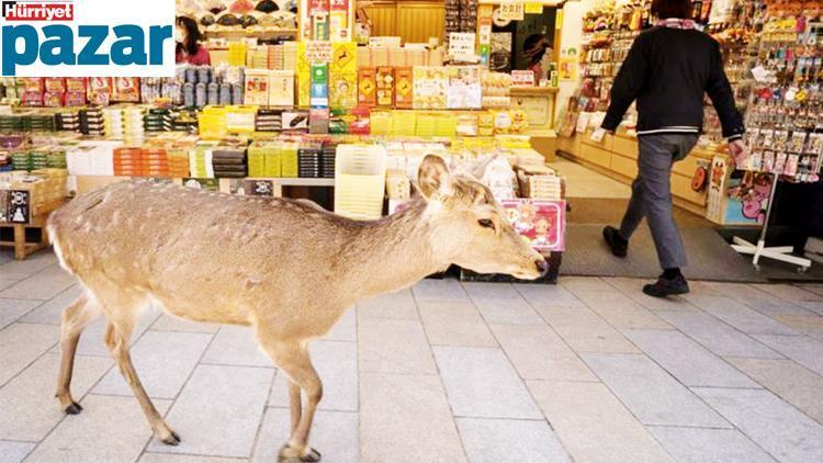 Doğa pandemiyle dile geldi, biz ne kadarını dinledik