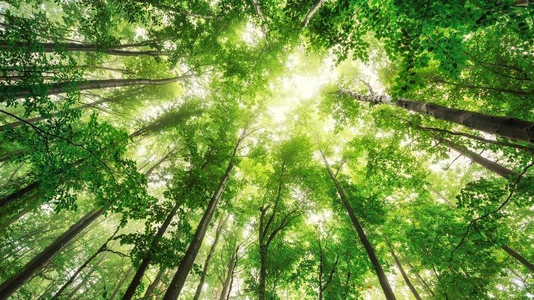 Orman Haftası ne zaman 2022? Orman Haftası şiirleri ve etkinlikleri