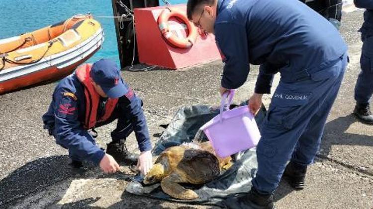 Sahilde bulunan deniz kaplumbağası korumaya alındı
