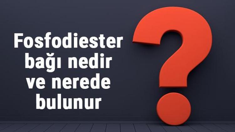 Fosfodiester bağı nedir ve nerede bulunur Fosfodiester bağı sayısı hesaplama