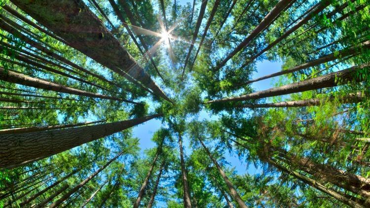 Ormanların faydaları nelerdir? Ormanın insan ve diğer canlılar için önemi
