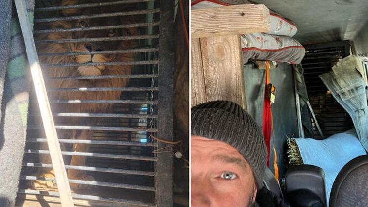 İngiliz emekli asker, Ukrayna’dan bir aslanı ve kurdu minibüsüyle tahliye etti