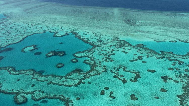 İklim krizi: Dünyanın en büyük mercan kayalığı sisteminde yeni bir beyazlaşma felaketi