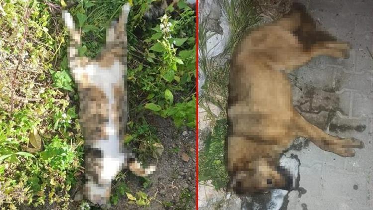 Bodrum’da 9 hayvanın zehirlenerek öldürülmesiyle ilgili soruşturma