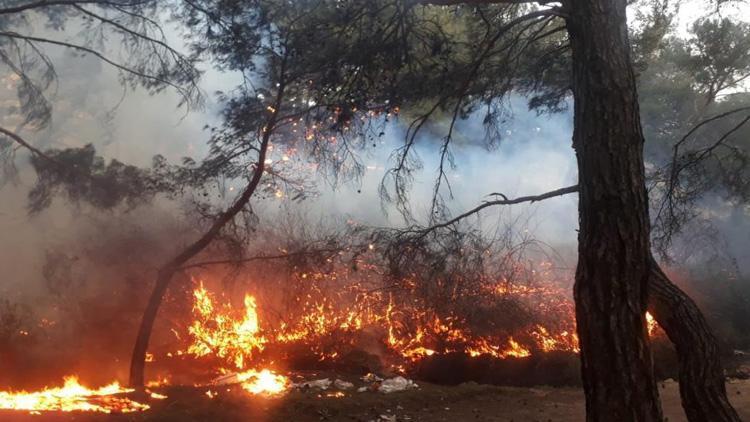 Balıkesir’de orman yangını: Ekipler hızla müdahale etti