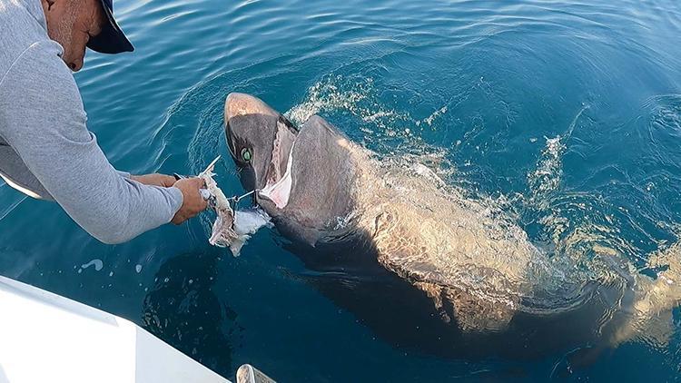 Saros Körfezinde yarım tonluk köpek balığı