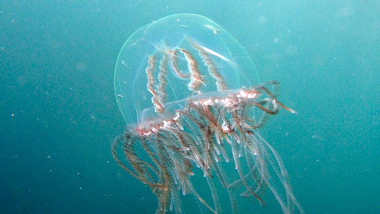 TÜDAV uyardı, işte tehlikeli denizanası türleri