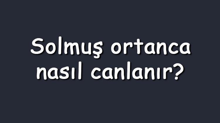 Solmuş ortanca nasıl canlanır? Solmuş ortanca çiçeği tekrar açar mı?