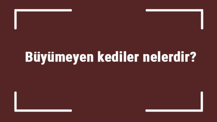 Büyümeyen kediler nelerdir? Çok büyümeyen kedi cinsleri ve türleri