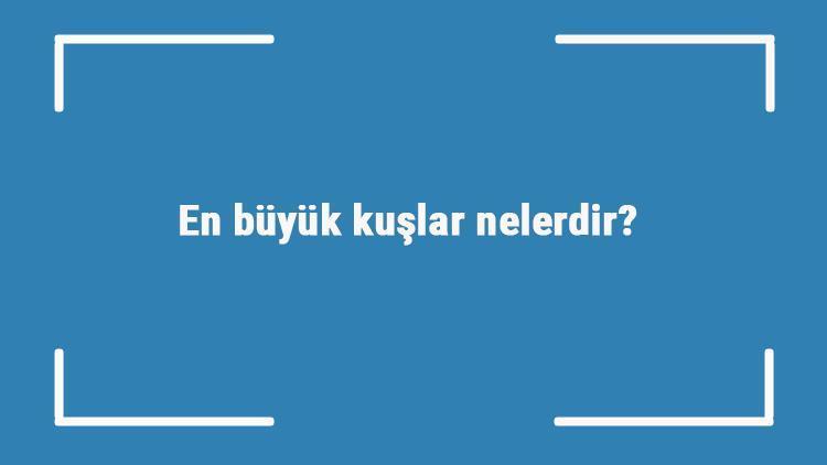 En büyük kuşlar nelerdir En büyük kuş türleri ve isimleri